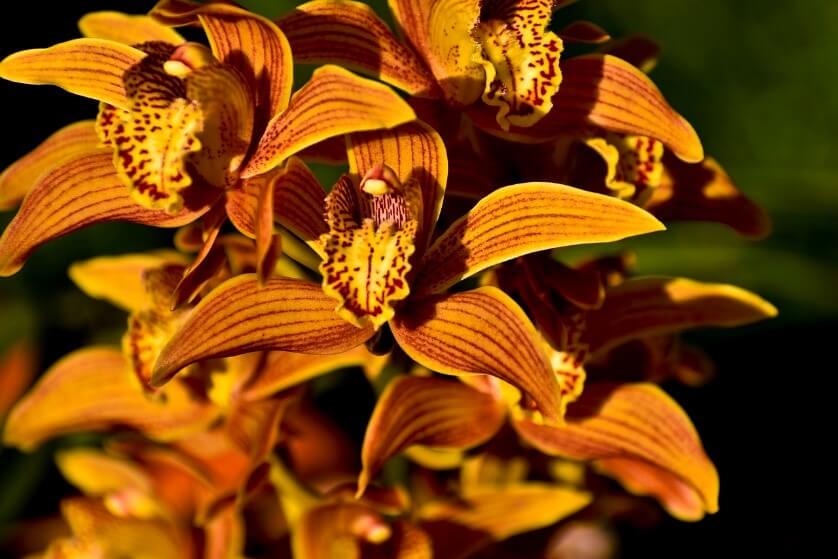 23 orxidea cymbidium