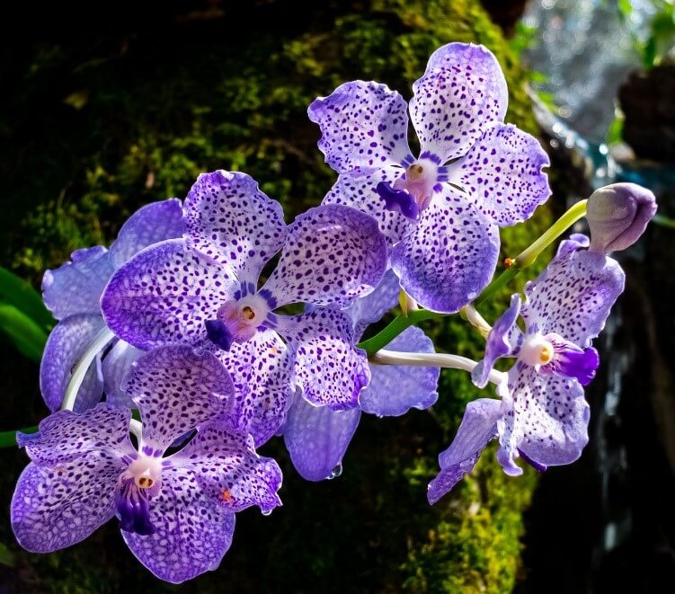 23 orxidea vanda