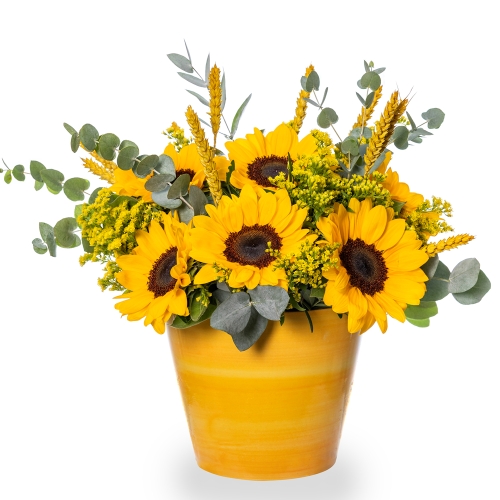 Sunflowers into a yellow pot
