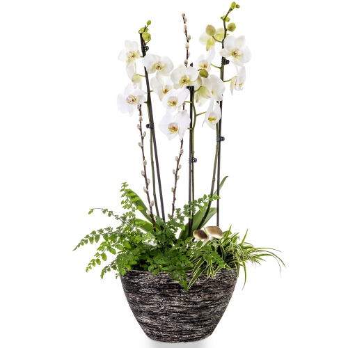 Οrchid phalaenopsis with tropical plants in grey pot