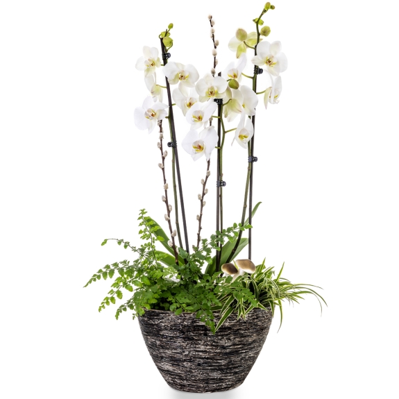 Οrchid phalaenopsis with tropical plants in grey pot