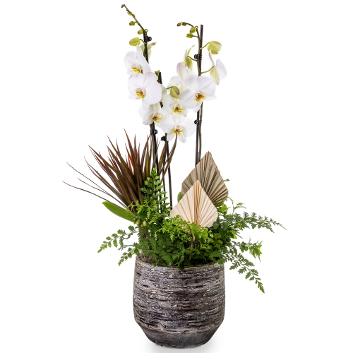 Οrchid phalaenopsis with tropical plants in round grey pot