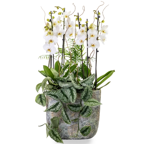 Two plants orchid phalaenopsis with tropical plants in premium pot
