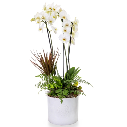 Λευκή ορχιδέα φαλαίνοψις με τροπικά φυτά σε λευκή γλάστρα