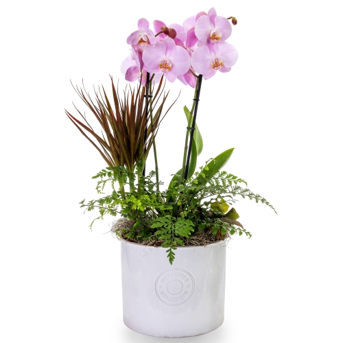 Pink orchid phalaenopsis with tropical plants in white pot