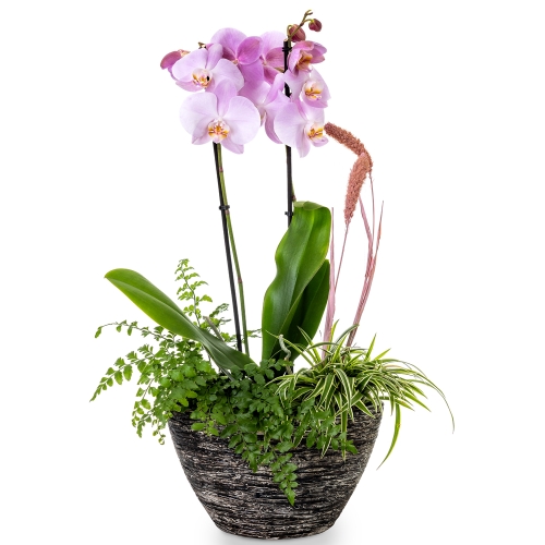 Pink Οrchid phalaenopsis with tropical plants in grey pot
