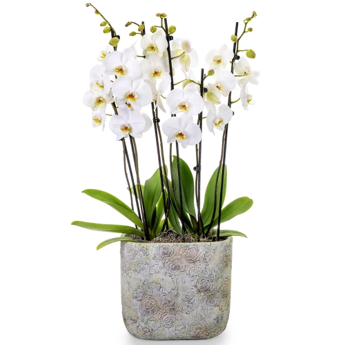 White orchids in a stone pot 