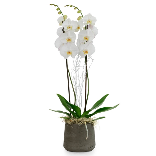 White orchid phalaenopsis