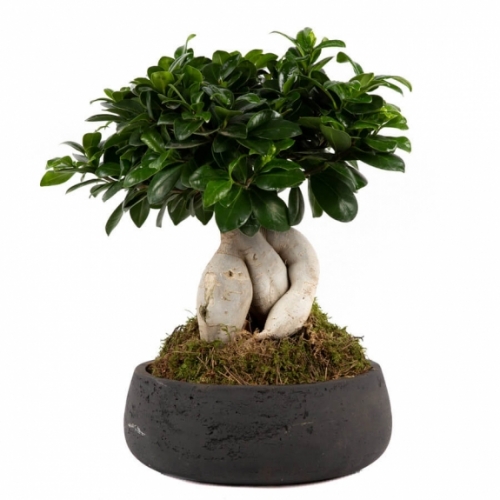 Bonsai plant