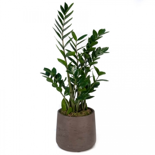 Zamioculcas in pottery