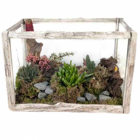 Succulents arrangement