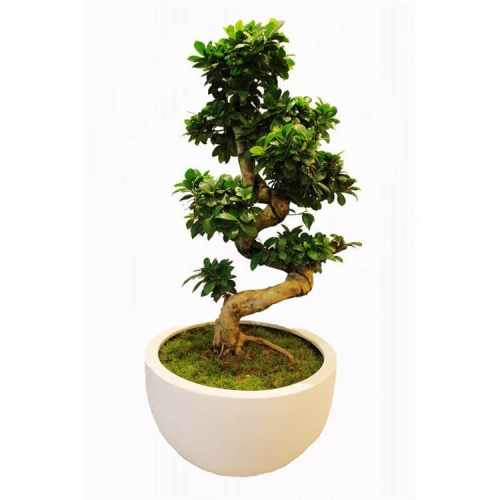 Large plant bonsai in a special plate