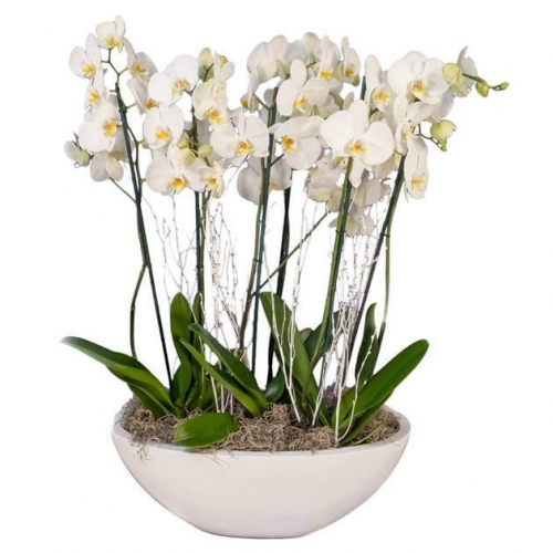 Three orchid phalaenopsis in a gondola