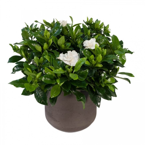 Gardenia in a pottery pot