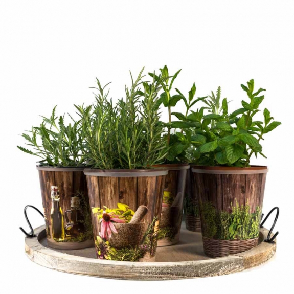 Wooden plate with herbs