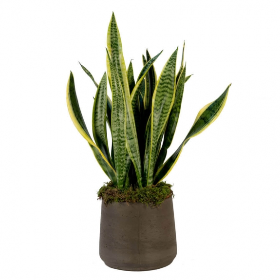 Sansevieria plant