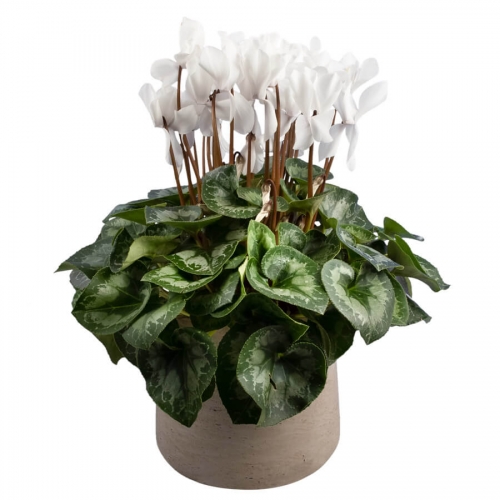 White cyclamen