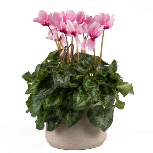 Pink cyclamen