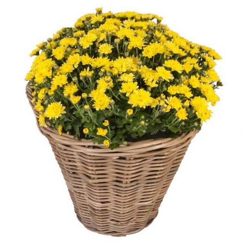 Yellow chrysanthemum plant