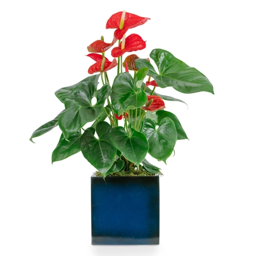 Red anthurium in a blue glossy pot