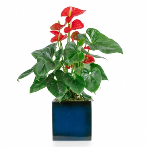 Red Anturium plant