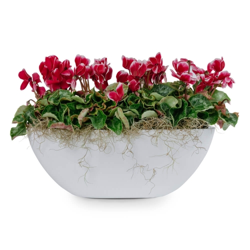 Cyclamen in a gondola