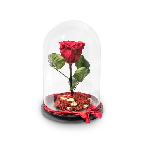 Red rose in round glass bell