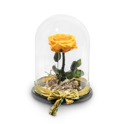 Yellow rose in a glass bell