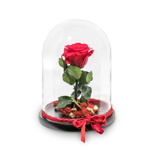 Red rose in big glass bell