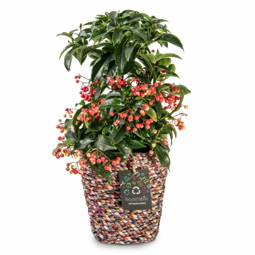 Plant ardisia on recyclable pot