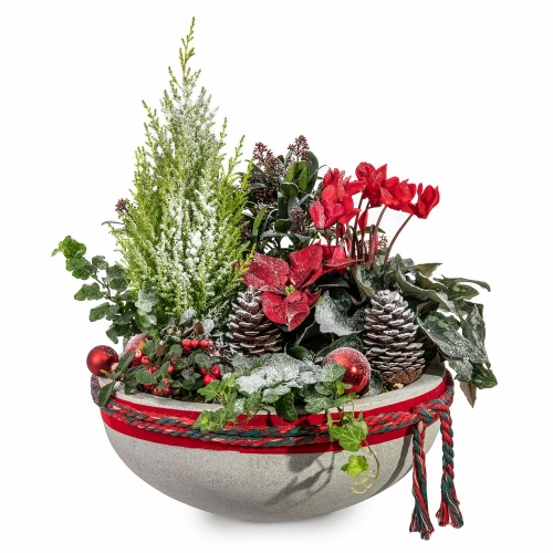 Christmas plant arrangement on stone pot
