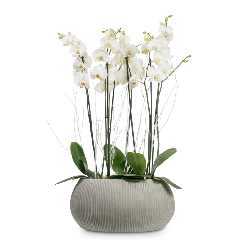Phalaenopsis orchids in a ribbed pottery pot