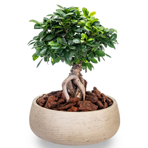 Μεσαίο φυτό bonsai σε ανοιχτό γκρι πιατέλα