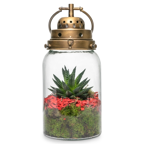 Succulent in a glass lantern
