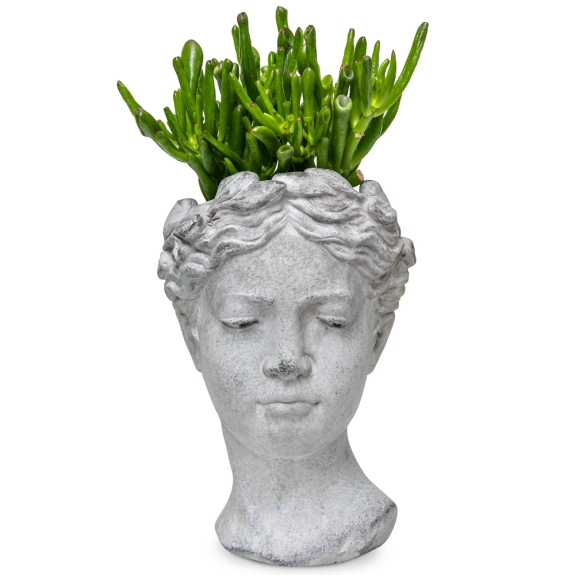 Succulent in the face of the goddess Aphrodite