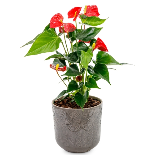 Red anthurium in grey pot