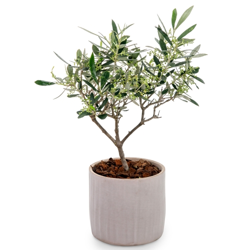 Little olive tree in clay pot
