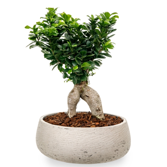 Μεγάλο Bonsai σε κασπώ από fiberstone