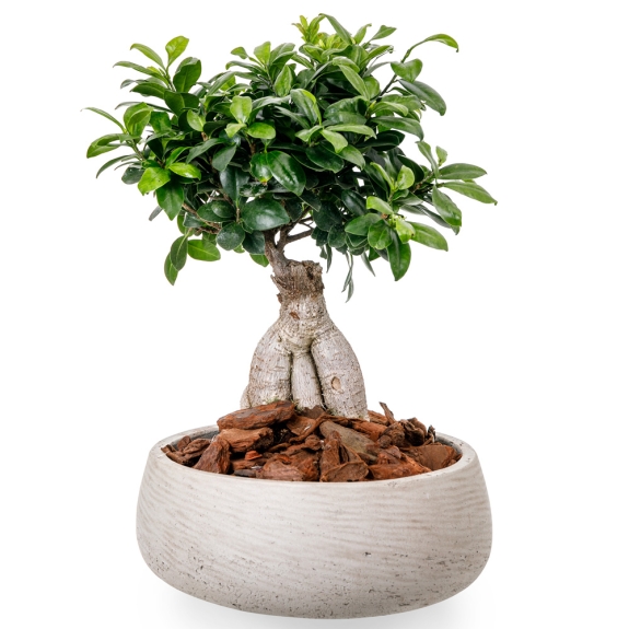 Bonsai in fiberstone pot