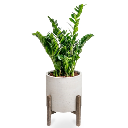 Zamia in a four-legged pot