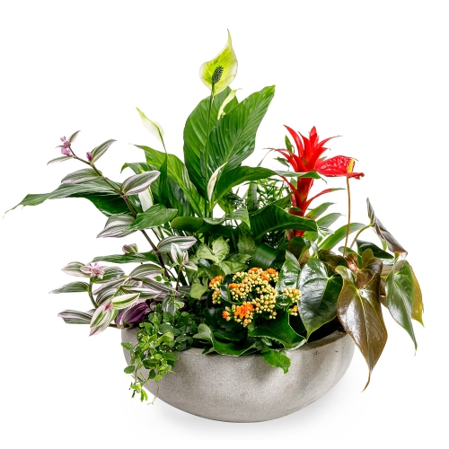Plant arrangement in a stone pot