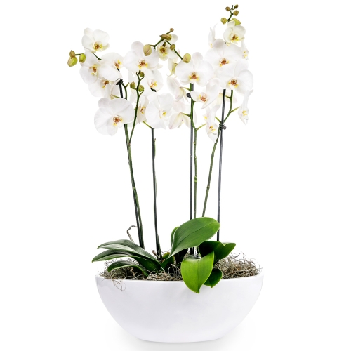 Two orchids in a white gondola