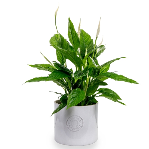 Spathiphyllum in a ceramic pot