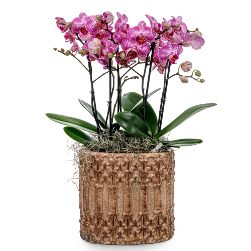 Pink orchids in vintage pot