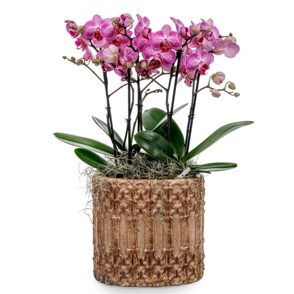 Pink orchids in vintage pot