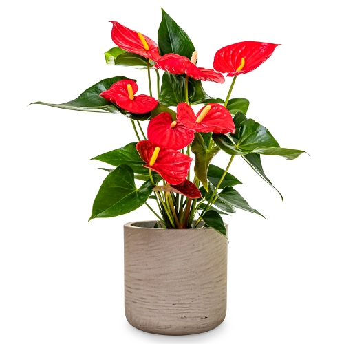 Anthurium in grey pot