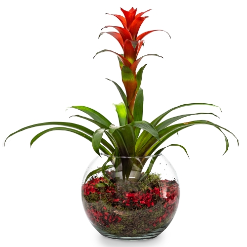 Guzmania in a glass vaze