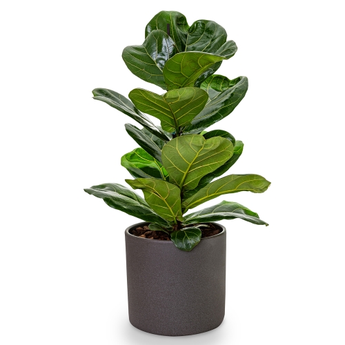 Ficus lyrata in a grey pot