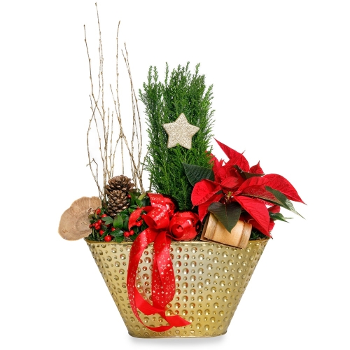 Christmas arrangement with plant in golden tin pot