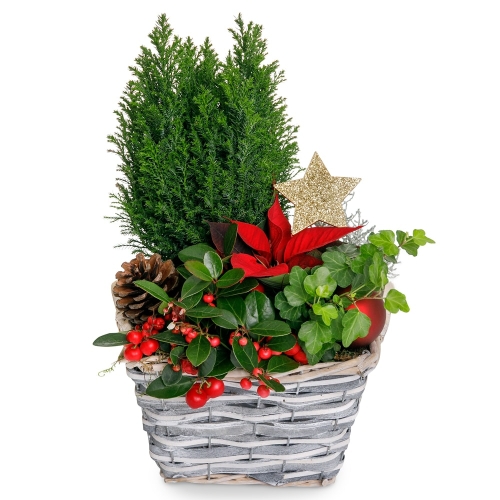 Christmas arrangement of plants with ornaments